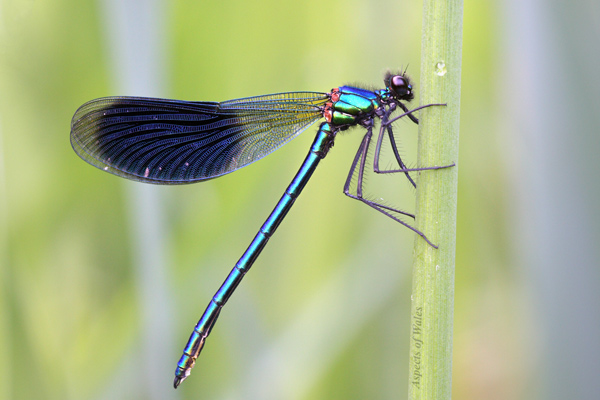 Banded demoiselle, Calopteryx splendens