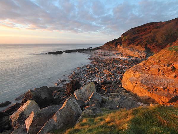 Bantam Bay, Gower