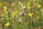 Bee orchid