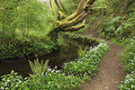 Bishopston Valley, Gower