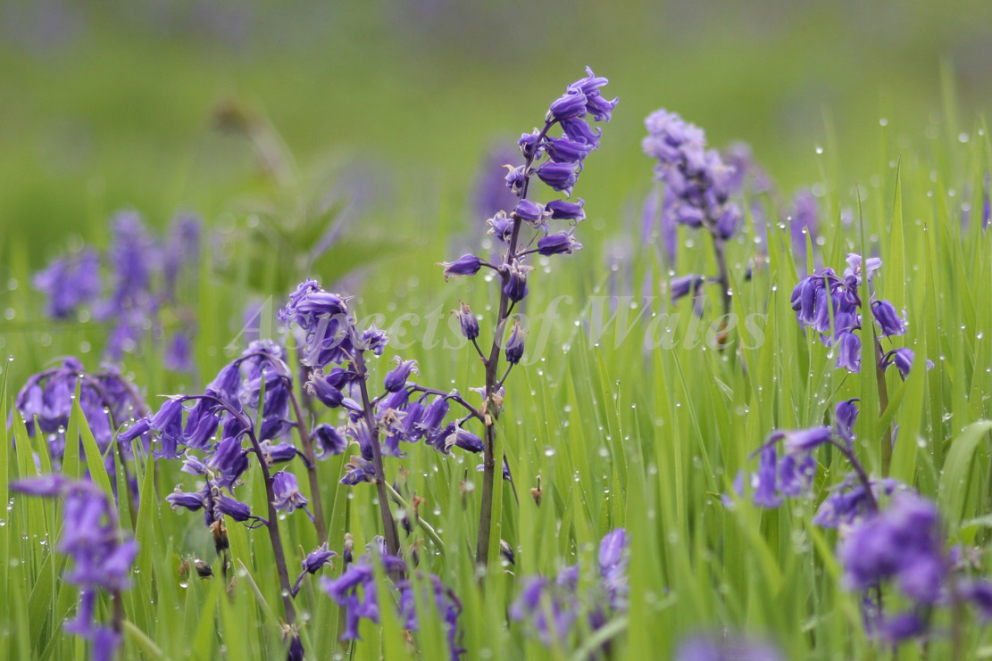 Bluebell meadow, Oxwich, Gower