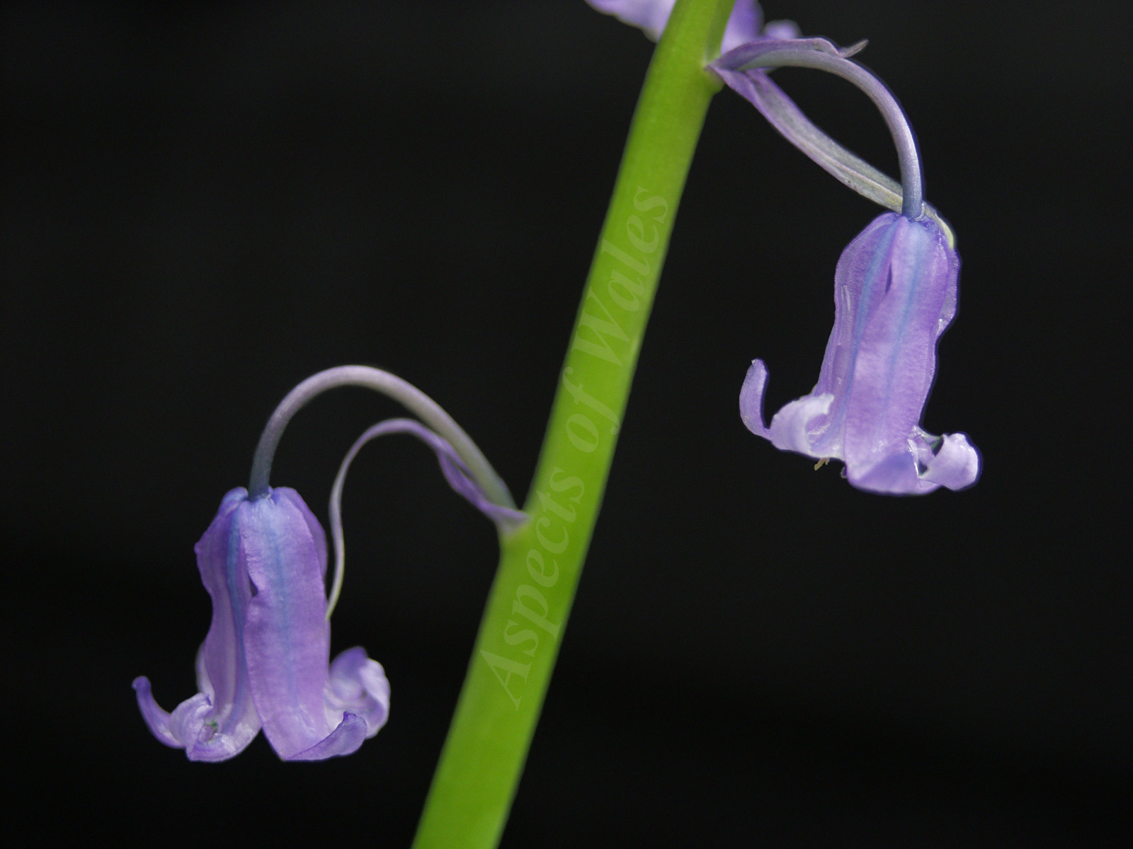 Bluebells