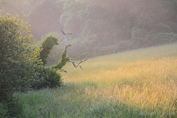 Cheriton Valley, Gower