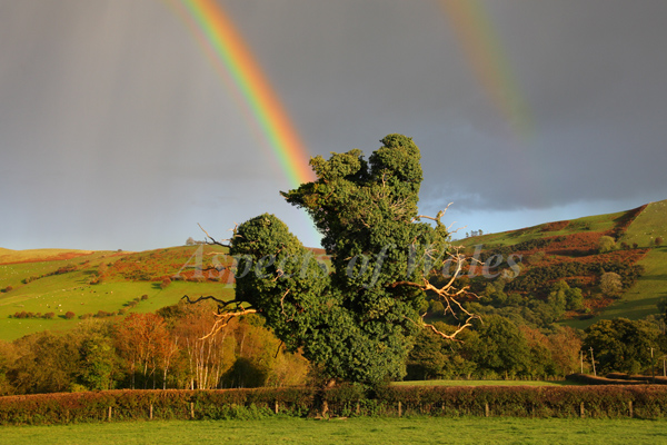 Rainbow, Abergwenlais, Carmarthenshire