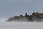 Cormorants on Ring Rock, Pwlldu