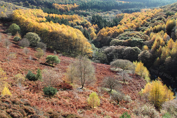 Cwm y Rhaeadr