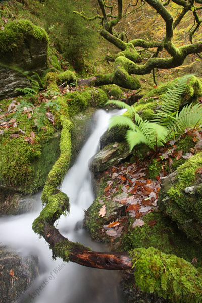 Cwm y Rhaeadr, Rhandirmwyn, Carmarthenshire