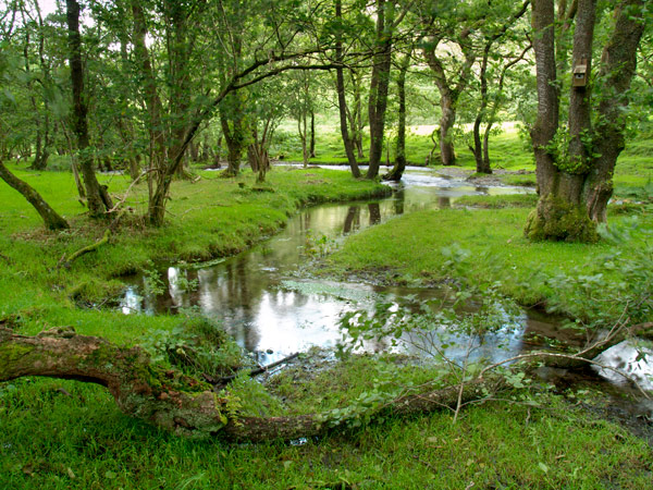 Boardwalk, Dinas Nature Reserve