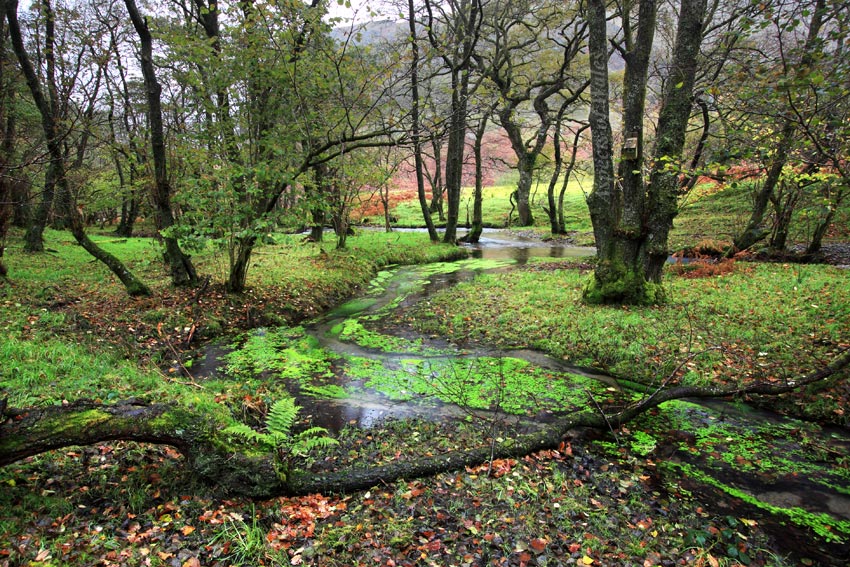 Dinas Nature Reserve