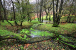 Dinas RSPB Nature Reserve, Carmarthenshire
