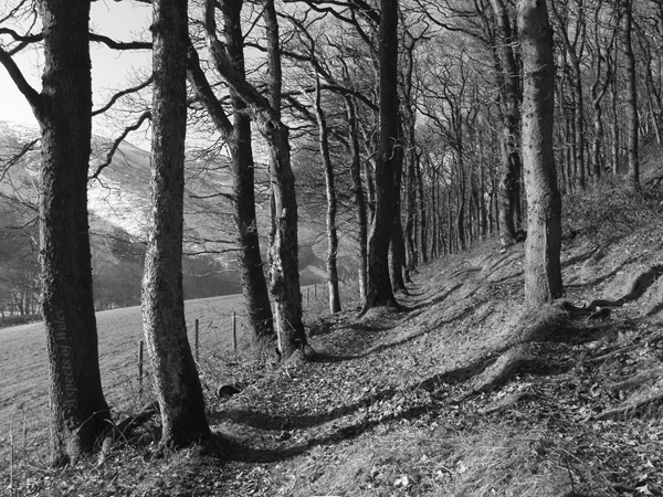 Dinas Nature Reserve