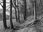 Dinas Nature Reserve, Carmarthenshire