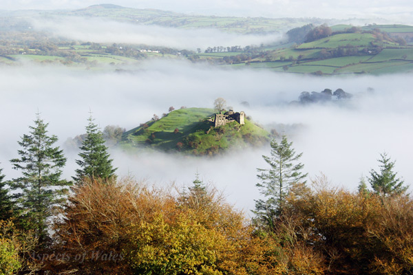 Dryslwyn Castle