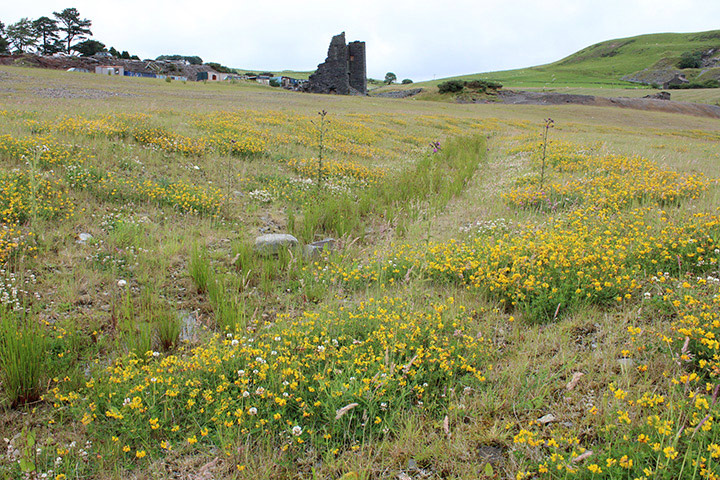 Frongoch, June 2017