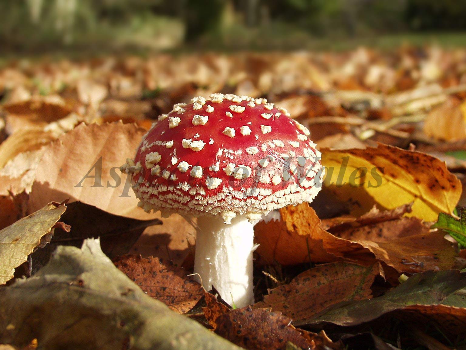 Fly agaric, Amanita muscaria