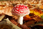 Fly agaric