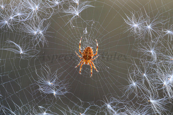 Garden spider, Araneus diadematus