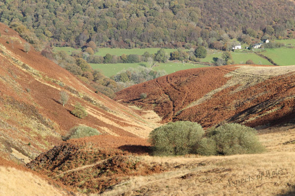 Gwenffrwd Valley, Carmarthenshire