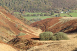 Gwenffrwd Valley, Carmarthenshire