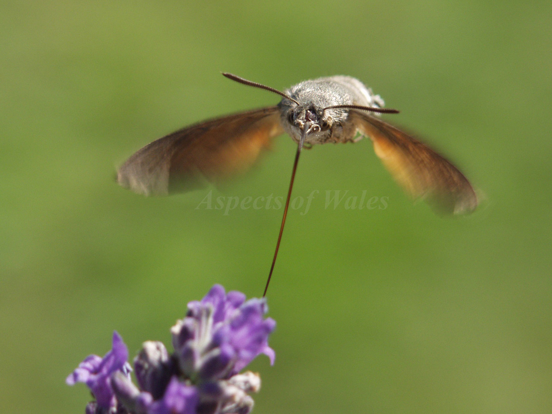 Hummingbird hawkmoth