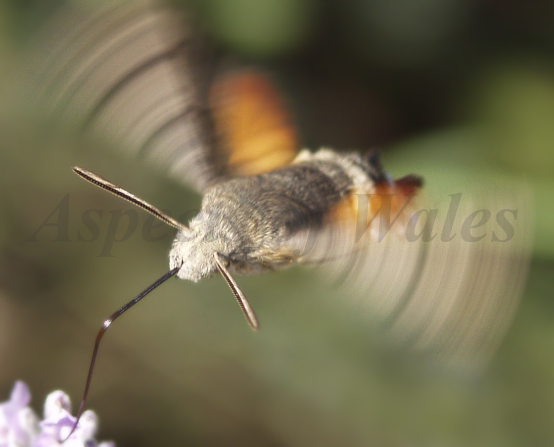 Hummingbird hawk moth, Macroglossum stellatarum