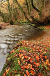 Ilston Valley, Gower