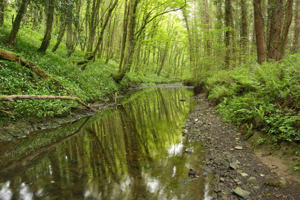 Ilston Stream