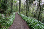 Nicholaston Woods, Gower