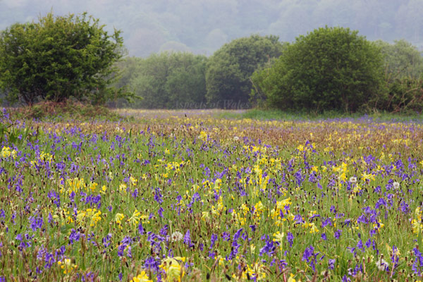 Oxwich Meadow, Gower