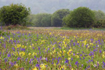 Oxwich Meadow, Gower