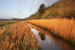 Nicholaston Pill, Gower