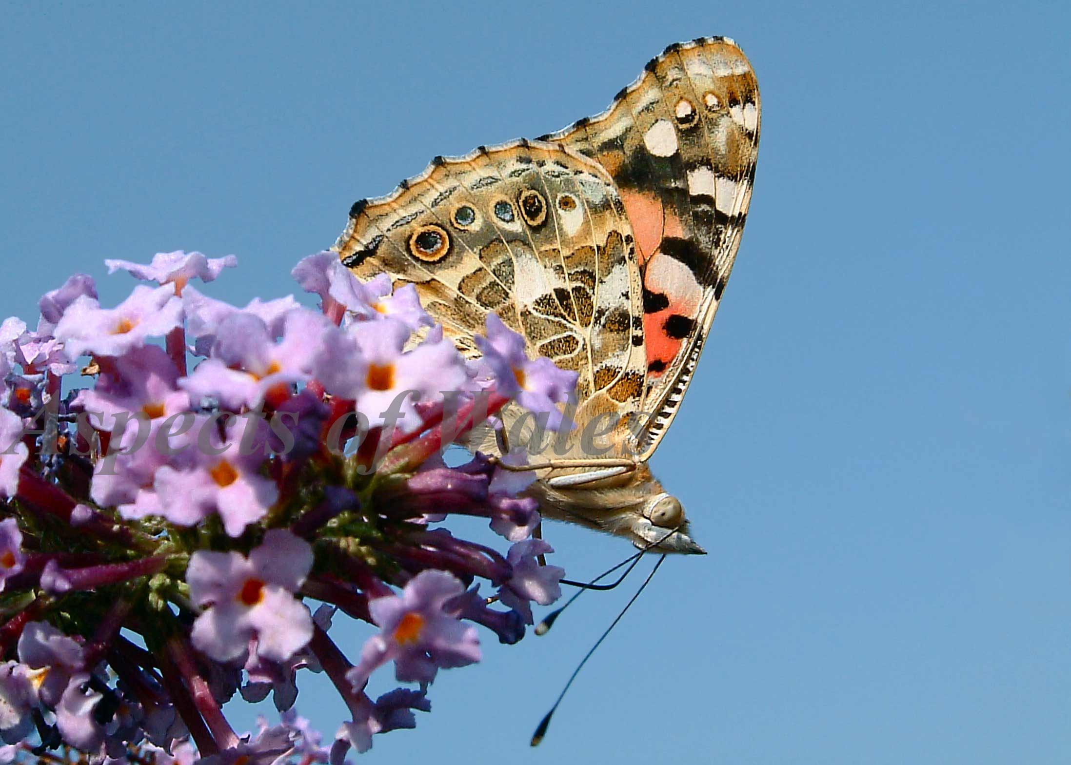 Painted Lady, Vanessa cardui