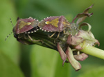 parent bugs