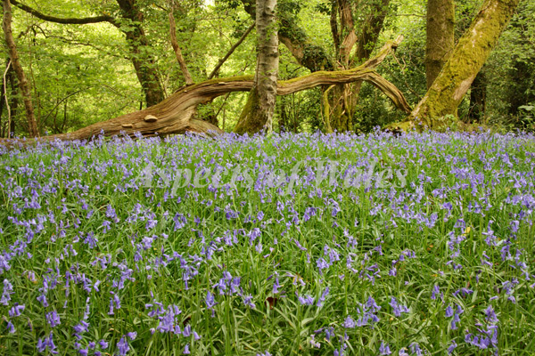 Pengelli Forest, Pembrokeshire