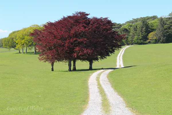 Pennard field, Gower