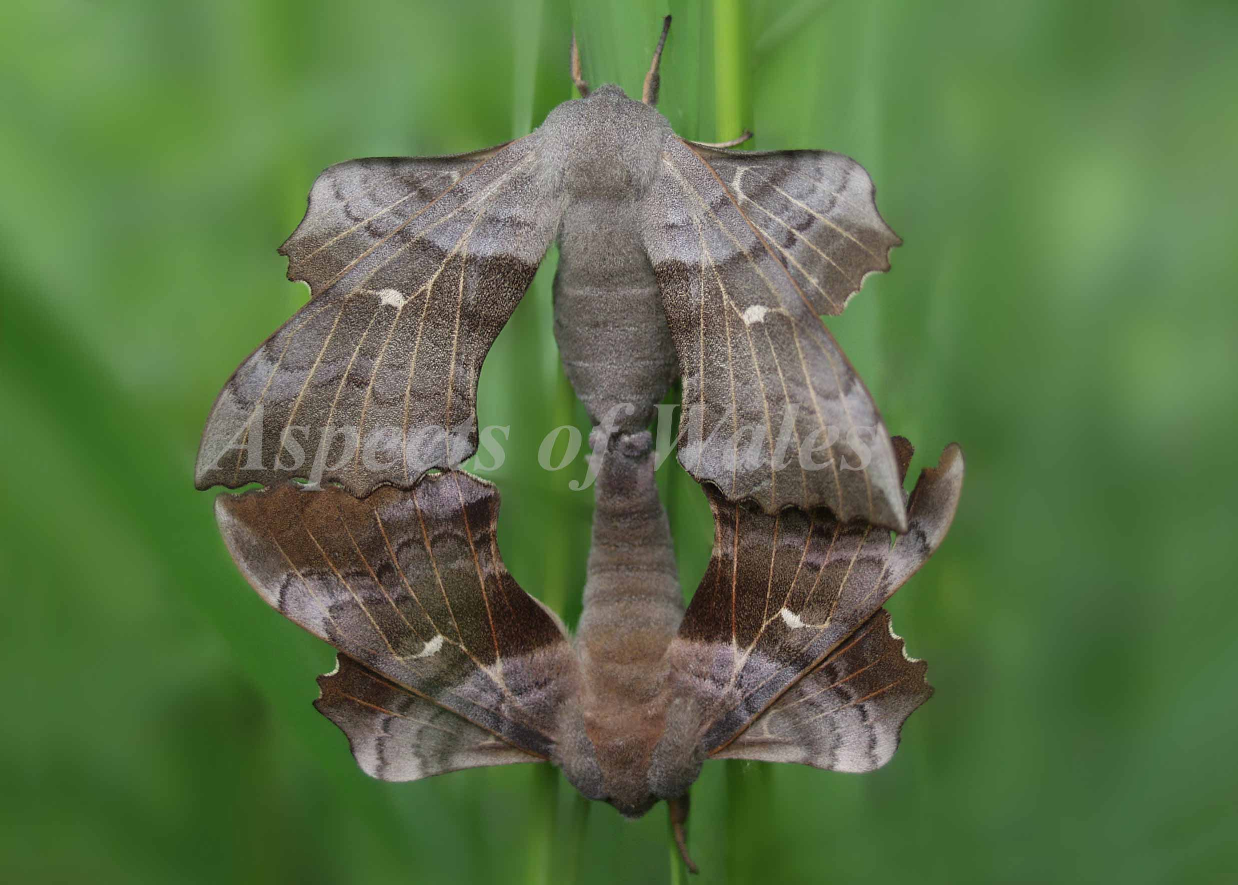 Poplar hawkmoths mating, Laothoe populi