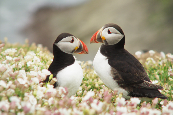 Atlantic puffins, Skomer Island