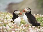 Puffins, Skomer Island