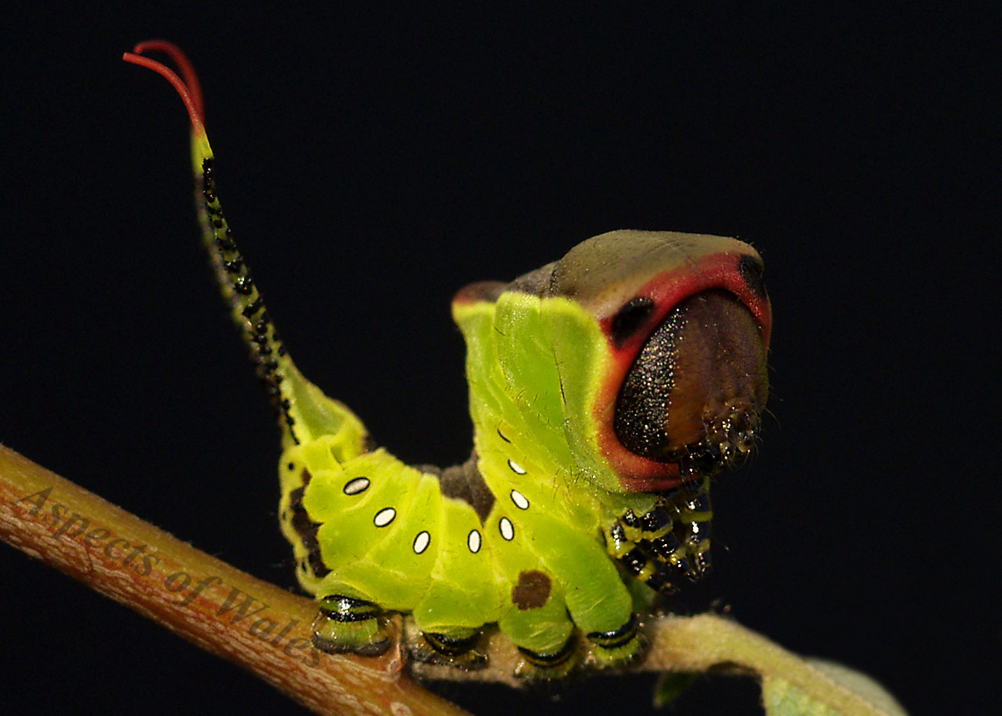 Puss moth caterpillar, Cerura vinula