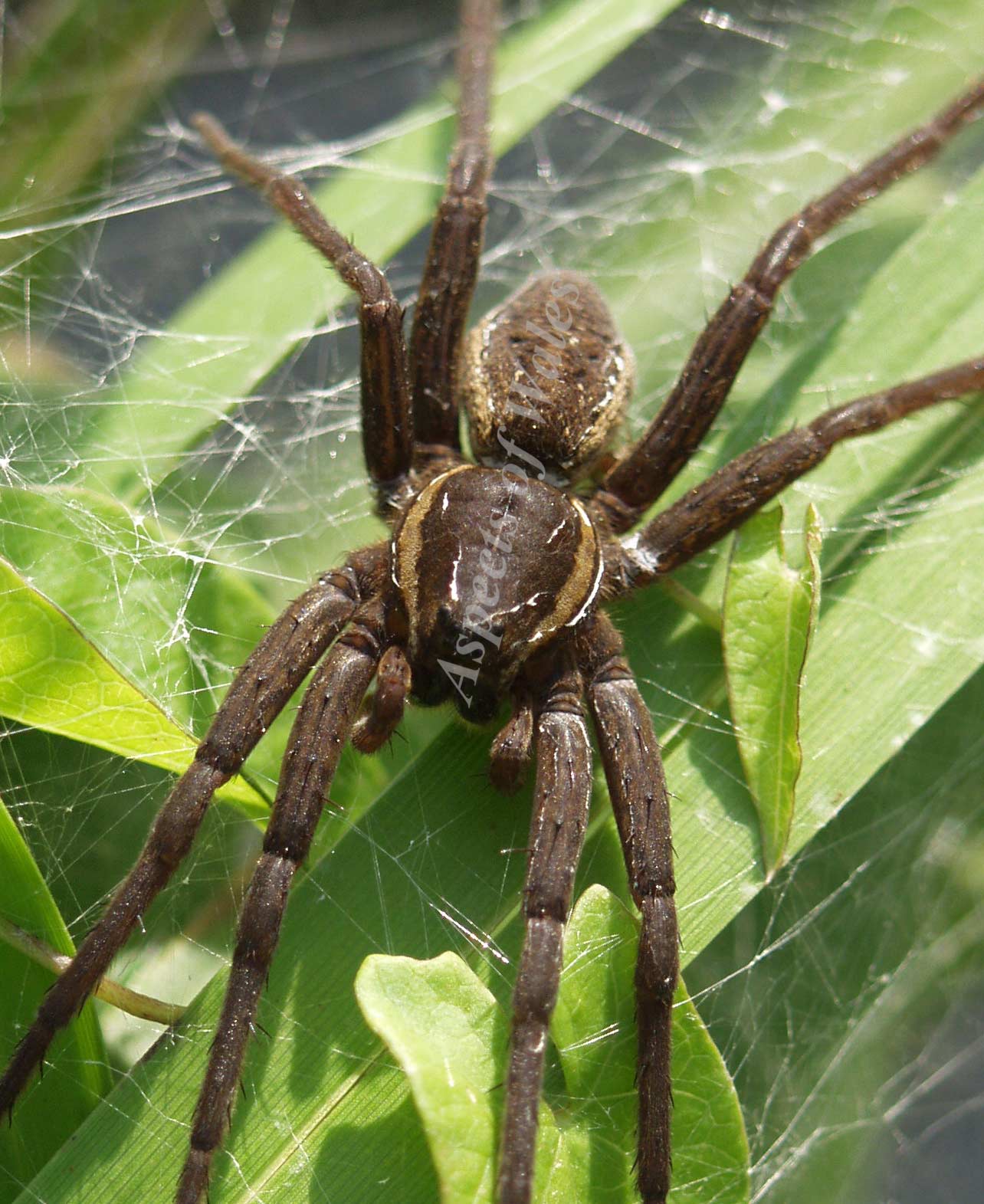 Fen raft spider, Dolmedes plantarius 