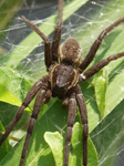 Fen raft spider, Tennant Canal, Jersey Marine