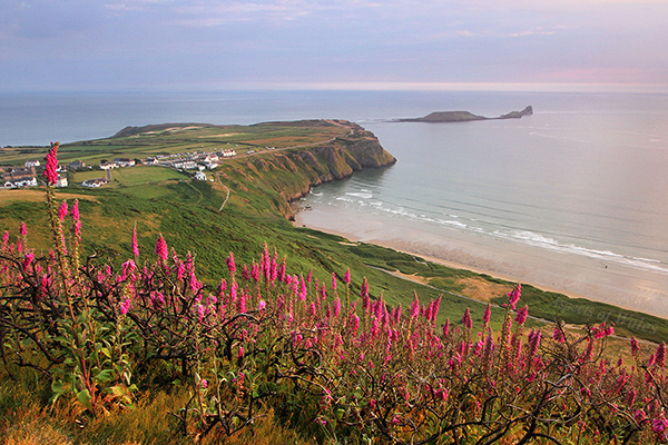 Foxgloves, Rhossili Down