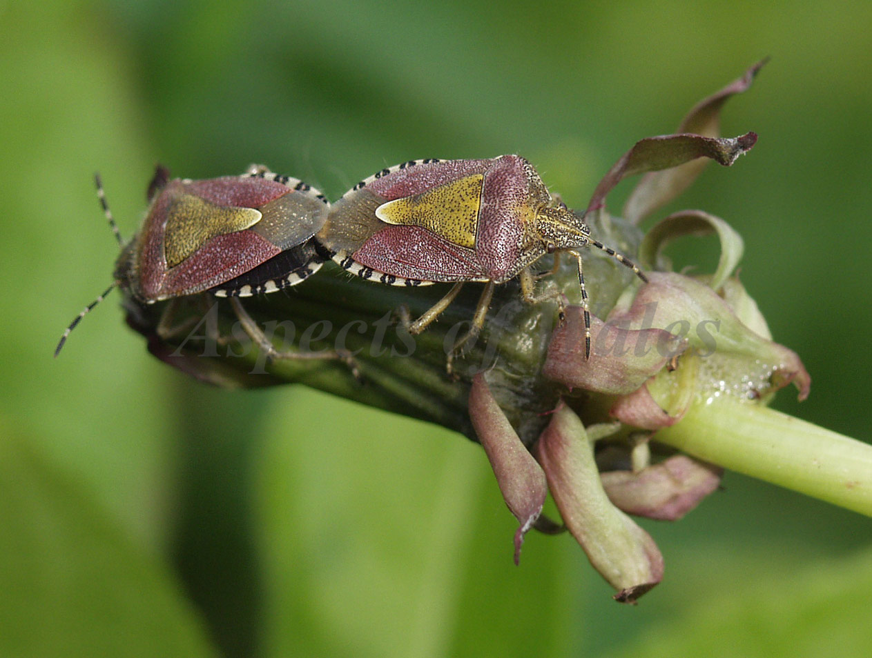 Sloe bugs, Dolycoris baccarum