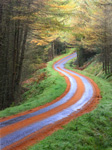 Tywi Forest, Llyn Brianne, Powys