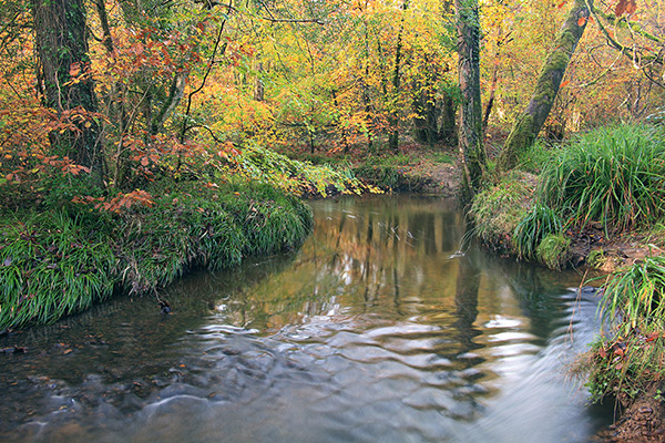 River Clyne, Clyne Valley