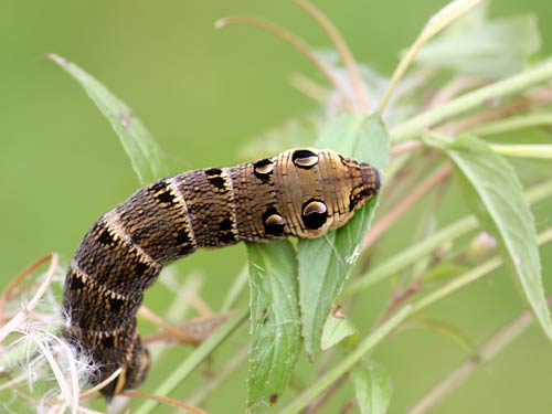 Elephant hawk-moth caterpillar
