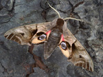Eyed hawk-moth