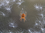 Garden spider