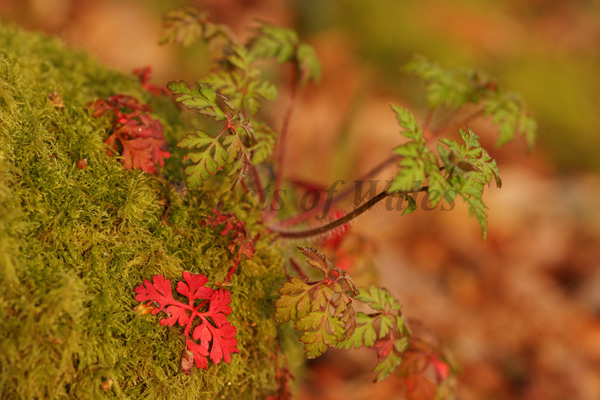 Herb Robert, Geranium robertianum