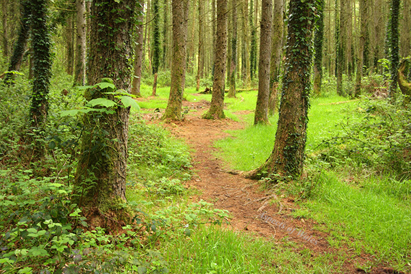Ilston Valley, Gower